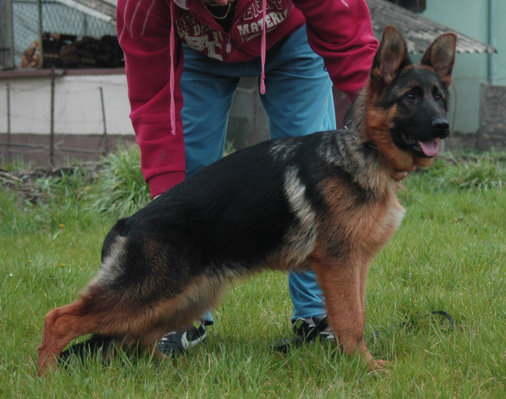 Castor von Media