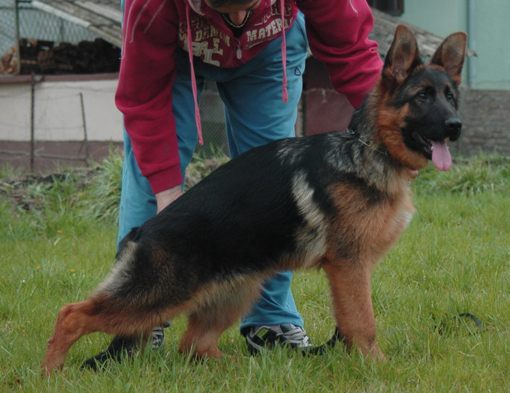 Castor von Media