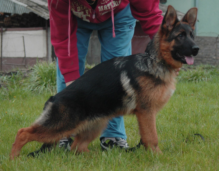 Castor von Media