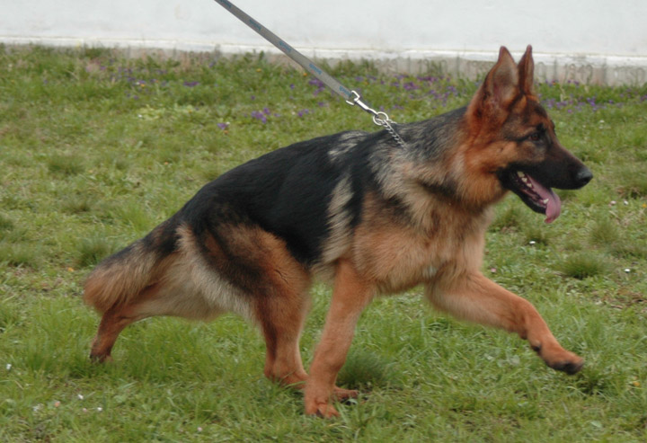 Tora Bemiki